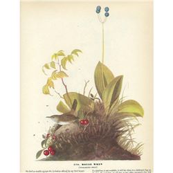 c1946 Audubon Print #179 House Wren