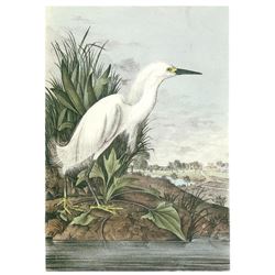c1946 Audubon Print #242 Snowy Egret