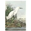 Image 1 : c1946 Audubon Print #242 Snowy Egret