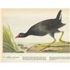 Image 1 : c1946 Audubon Print #244 Florida Gallinule