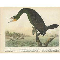c1946 Audubon Print #252 Double-Crested Cormorant