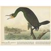 Image 1 : c1946 Audubon Print #252 Double-Crested Cormorant