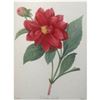 Image 1 : After Pierre-Jospeh Redoute, Floral Print, #30 Dalhia double (double Dahlia)