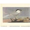 Image 1 : c1946 Audubon Print #279 Cabot's Tern