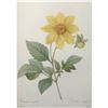 Image 1 : After Pierre-Jospeh Redoute, Floral Print, #29 Dalhia simple