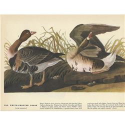 c1946 Audubon Print #286 White-Fronted Goose