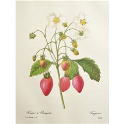 After Pierre-Jospeh Redoute, Floral Print, #39 Fraisier a Bouquets (Strawberry Fruit)