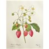 Image 1 : After Pierre-Jospeh Redoute, Floral Print, #39 Fraisier a Bouquets (Strawberry Fruit)