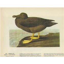 c1946 Audubon Print #407 American Sooty Albatross