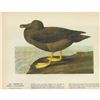 Image 1 : c1946 Audubon Print #407 American Sooty Albatross