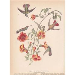 c1946 Audubon Print #184 Black-Throated Mango