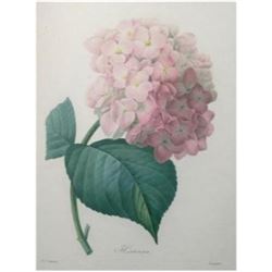 After Pierre-Jospeh Redoute, Floral Print, #56 Hortensia (Hydrangea)