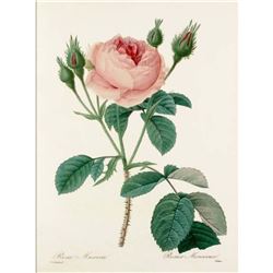 After Pierre-Jospeh Redoute, Floral Print, #124 Rosa Muscosa (Rose)