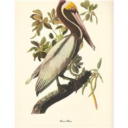 c1950 Audubon Print, Brown Pelican