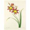 Image 1 : After Pierre-Jospeh Redoute, Floral Print, #63 Lxia tricolor (Ear Gear, OR Corn lily)