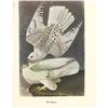 Image 1 : c1950 Audubon Print, White Gyrfalcon