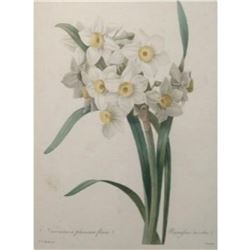 After Pierre-Jospeh Redoute, Floral Print, #84 Narcisse a plusieurs fleurs Var. (Dafodil)