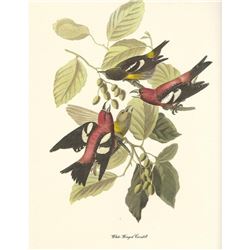 c1950 Audubon Print, White-Winged Crossbill