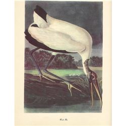 c1950 Audubon Print, Wood Ibis