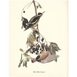 c1950 Audubon Print, Yellow-Bellied Sapsucker