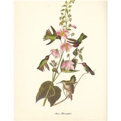 1950 Audubon Print, Anna's Hummingbird