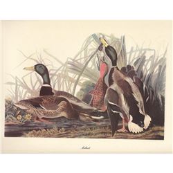 c1950 Audubon Print, Mallard