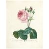 Image 1 : After Pierre-Jospeh Redoute, Floral Print, #120 Rosa Centifolia Bullata (Rose)