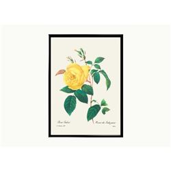 After Pierre-Jospeh Redoute, Floral Print, #122 Rosa Indica (Rose)
