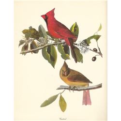 c1950 Audubon Print, Cardinal