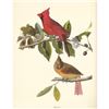 Image 1 : c1950 Audubon Print, Cardinal