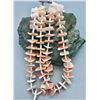 Image 3 : Two Strand Shell Necklace