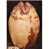 Image 3 : ALIEN VS PREDATOR EGG THAT GLOWED