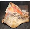 Image 2 : TREMORS AFTERSHOCK SHRIEKER SKULL JAW 3