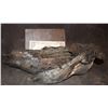 Image 2 : ALIEN VS PREDATOR SCREEN USED STUNT FOOT 4
