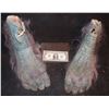 Image 1 : EVOLUTION BLUE PRIMATE FEET MATCHED PAIR 3