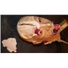 Image 3 : SEVERED SILICONE HEAD HIT WITH AXE AND EXPLODING EYES