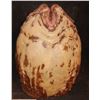 Image 1 : ALIEN VS PREDATOR SCREEN USED EGG