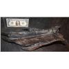 Image 1 : ALIEN VS PREDATOR SCREEN USED HERO FOOT