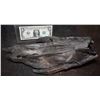Image 1 : ALIEN VS PREDATOR SCREEN USED STUNT FOOT 1