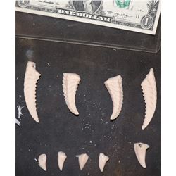 PREDATOR HERO TEETH COMPLETE SET