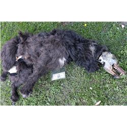 WOLF JACK NICHOLSON HERO ANIMATRONIC WEREWOLF