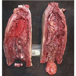 CRIMINAL MINDS SEVERED TORSO SPLIT IN HALF KEEPER QUALITY GORE!