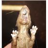 Image 3 : RAT PUPPET VERY LIFE LIKE WITH MAGNET IN MOUTH TO SECURE