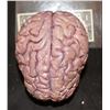 Image 1 : BRAIN PROP HARD CAST SOLID ON ACRYLIC DISPLAY SHAFT EXCELLENT MASTER