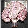 Image 2 : BRAIN PROP HARD CAST SOLID ON ACRYLIC DISPLAY SHAFT EXCELLENT MASTER