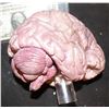 Image 3 : BRAIN PROP HARD CAST SOLID ON ACRYLIC DISPLAY SHAFT EXCELLENT MASTER