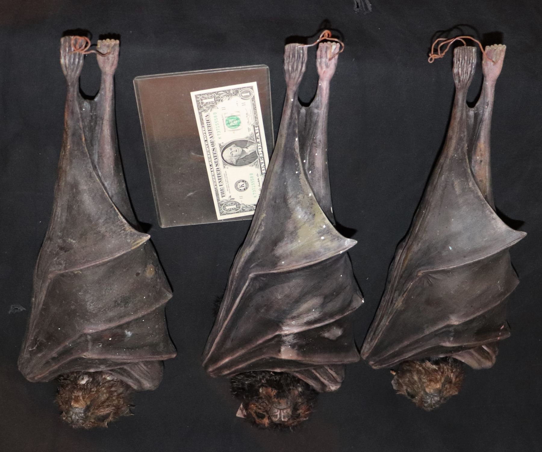VAN HELSING 3 WIVES AS VAMPIRE BATS 1 HERO PUPPET AND 2 STATIC