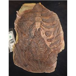 THE WALKING DEAD SCREEN USED ROTTEN CHEST WEARABLE