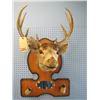 Image 1 : mounted deer head rack