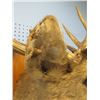 Image 2 : mounted deer head rack